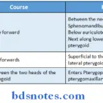 Temporal And Infratemporal Regions course and relations