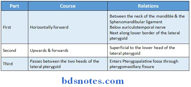 Temporal And Infratemporal Regions course and relations