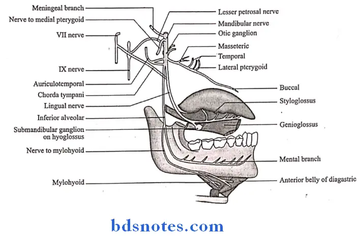 Temporal And Infratemporal Regions distribution of mandibular nerve V3
