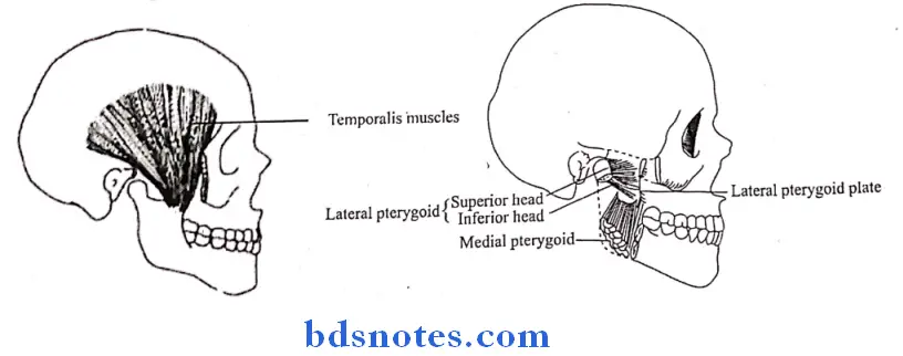 Temporal And Infratemporal Regions temporalis muscles and lateral and medial pterygoid muscles