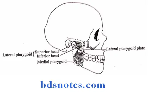 Temporal And Infratemporal Regions the lateral and medial pterygoid muscles