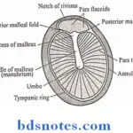 The Ear fibers of tympanic membrane