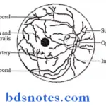 The Eye Ball central artery of retina