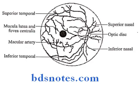 The Eye Ball central artery of retina