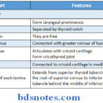 The Larynx thyroid cartilage