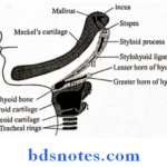 The Pharyngeal Arches the first pharyngeal arch derivatives