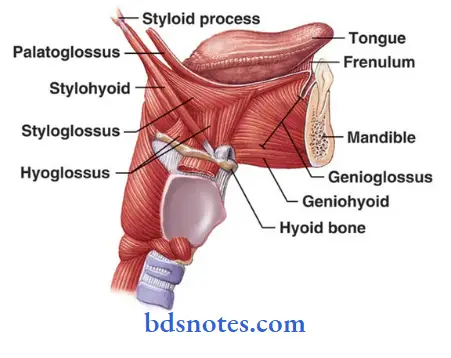 The-Tongue-hyogolossus-and-styloglossus