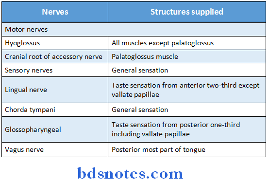 The Tongue nerve supply of tongue