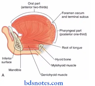 The-Tongue-paramedian-sagittal-section-of-the-tongue