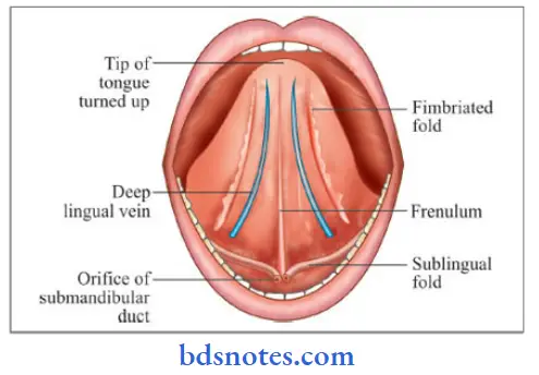 The-Tongue-the-inferior-surface-of-the-tongue-and-the-floor-of-the-mouth