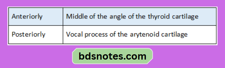 Thyroid And Arytenoid Cartilage Connections