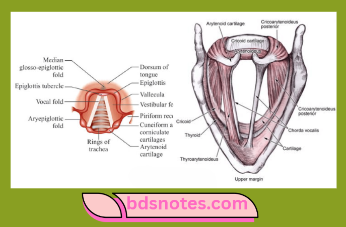 Vocal Cords And Laryngeal Cartilages
