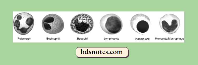 White Blood Cell Types Diagram