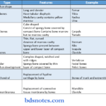 bone types of bones shapes