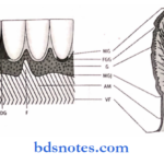 oral mucous membrane diagrammatic representation of different fiber groups within gingiva.2