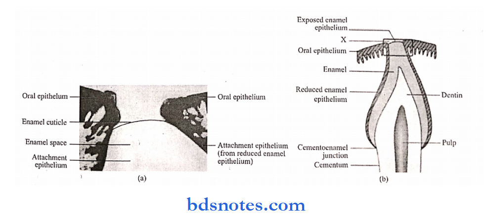 Tooth Membrane Oral Mucous Membrane Question And Answers - BDS Notes