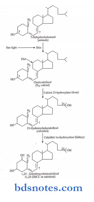 vitamins biosynthesis of active form of vitamin