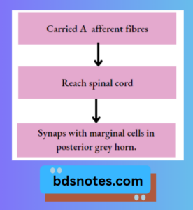Pain Pathways - BDS Notes