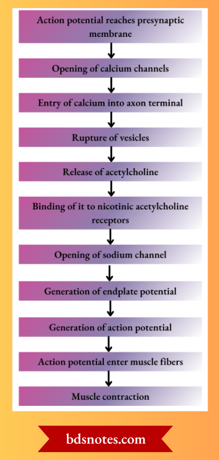 Action potential Reaches Presynaptic Membrane