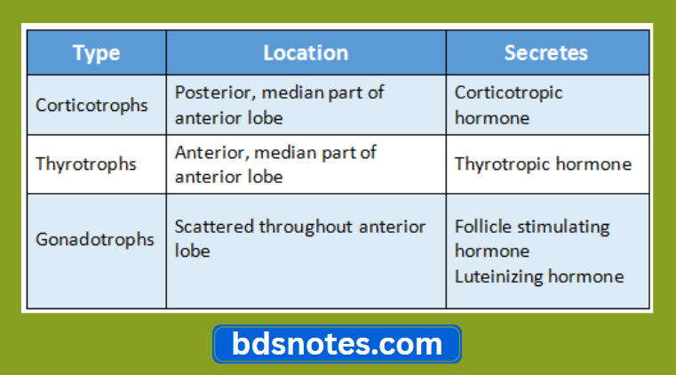 Adenohypophysis Basophil Cells Histology