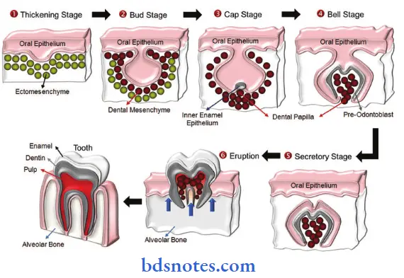 Alimentary-System-developmental-stages-of-a-tooth-bud-1