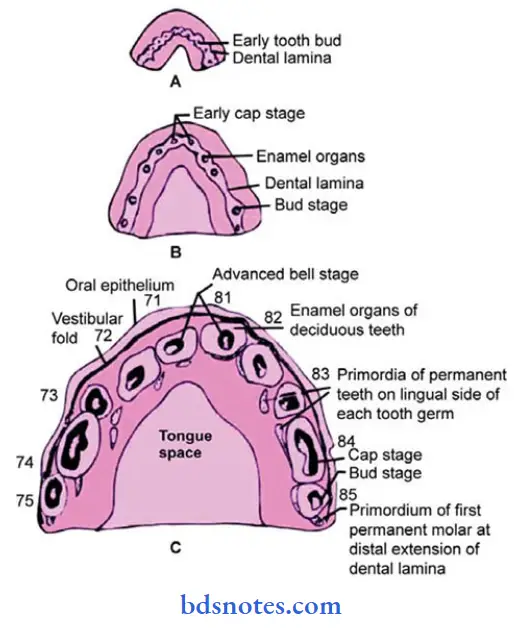 Alimentary-System-the-dental-lamina-seen-in-the-alveolar-process-gives-origin-to-teeth