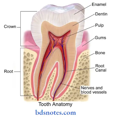 Alimentary-System-the-structure-of-tooth