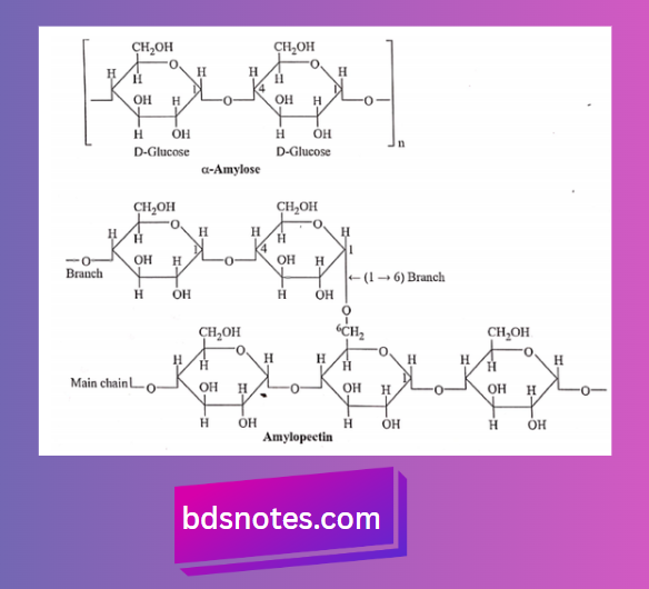 Alpha Amylose and Amylopectin