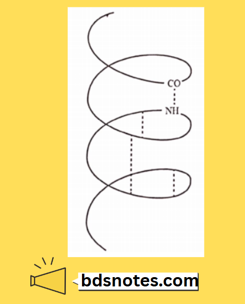 Alpha Helix Structure