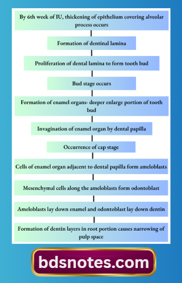 Ameloblast Odontoblast Formation