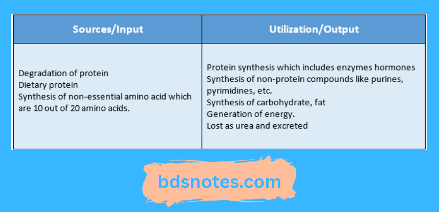 Amino Acid Utilization And Excretion