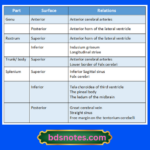 Anatomy Of Corpus Callosum