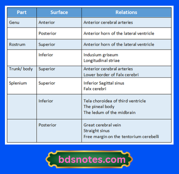 Anatomy Of Corpus Callosum