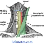 Anterior Triangle Of The Neck the boundaries of the carotid triangle
