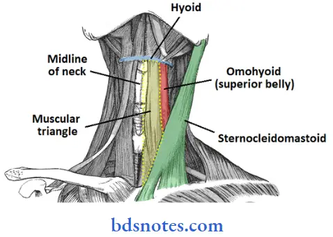 Anterior Triangle Of The Neck the boundaries of the carotid triangle