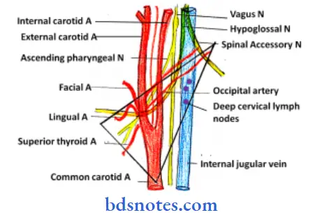 Anterior Triangle Of The Neck the branches of external carotid artery