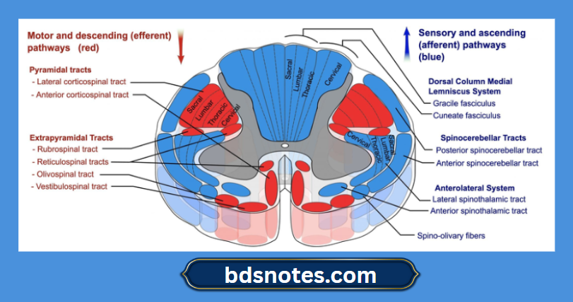 Ascending (Sensory) And Descending (Motor) Tracts Of The Spinal Cord