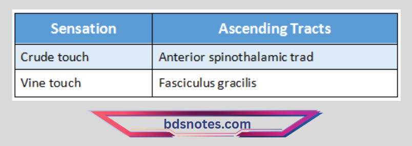 Ascending Tracts Sensation Diagram