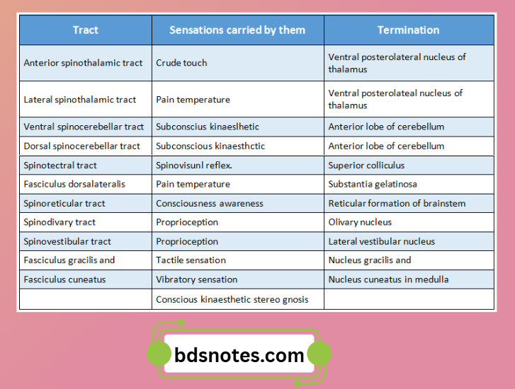 Ascending Tracts Spinal Cord