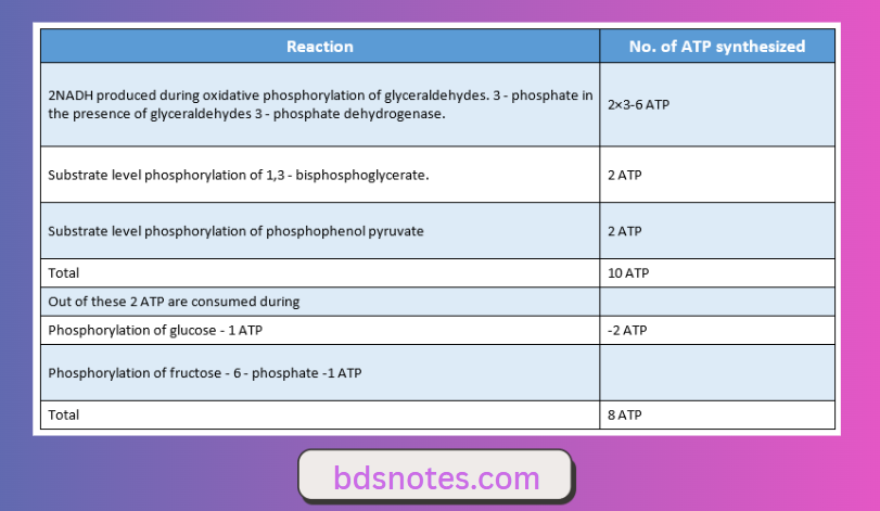 Atp Synthesis In Carbohydrate Metabolism