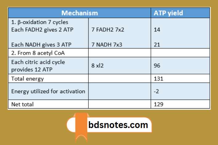 Atp Yield From Beta Oxidation