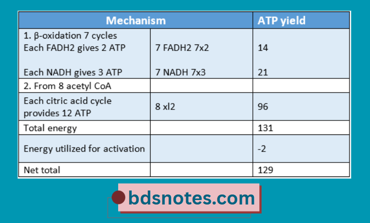 Atp Yield From Lipid Metabolism