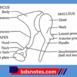 Auditory Ossicles Diagram
