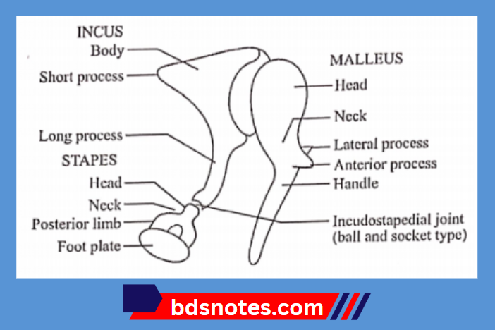 Auditory Ossicles Diagram