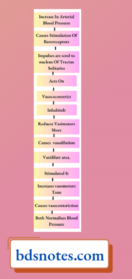 Baroreceptor Blood Pressure Regulation