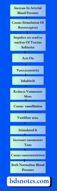 Baroreceptor Reflex Pathway