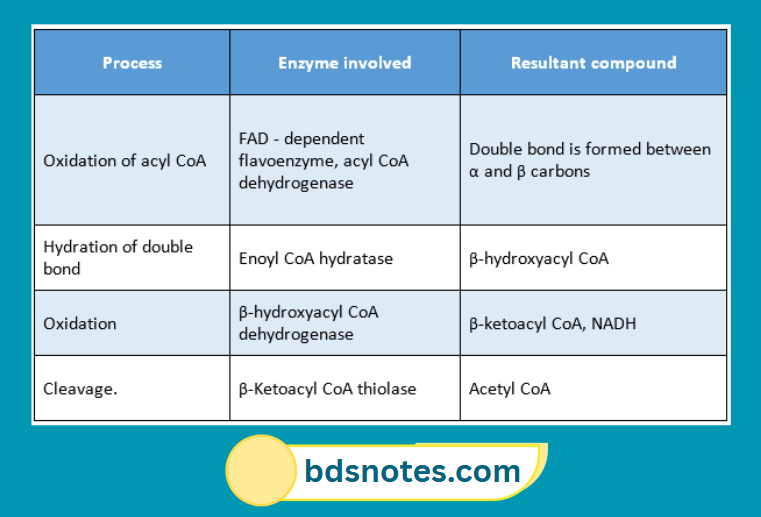 Beta Oxidation Enzymes And Products