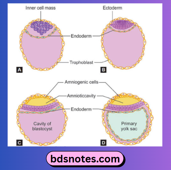 Blastocyst Development And Yolk Sac Formation