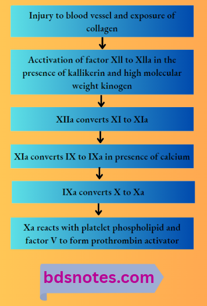 Blood Coagulation Pathway
