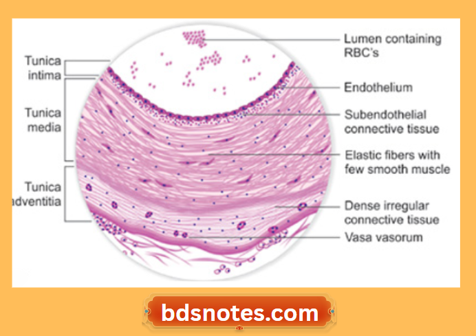 Blood Vessel Layers Histology